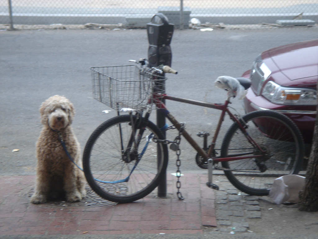 labradoodle on leash labradoodle on leash