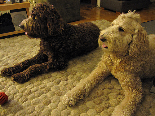 labradoodle labradoodle