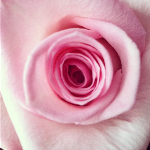 Post image for Oscars Are Not Roses