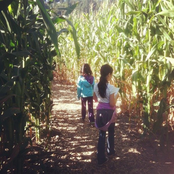Corn Maze