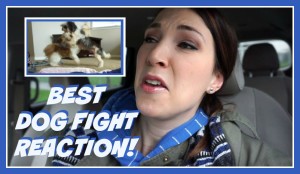 Best Dog Fight Reaction